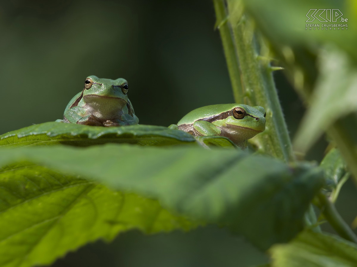 Tree frogs Photos of some European tree frogs (Hyla arborea) in a nature reserve. The frogs are range from 3 to 4 cm in length. Stefan Cruysberghs